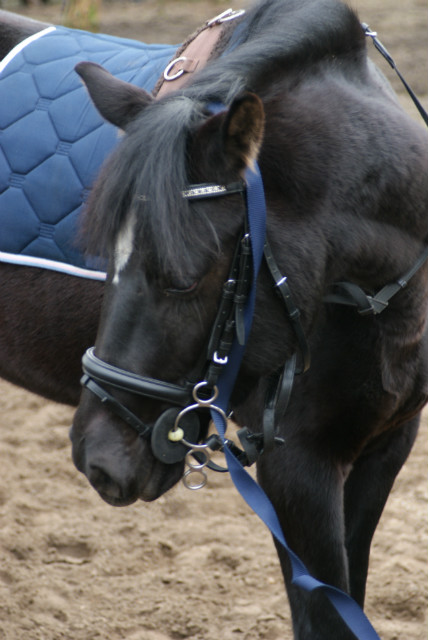 William 2011