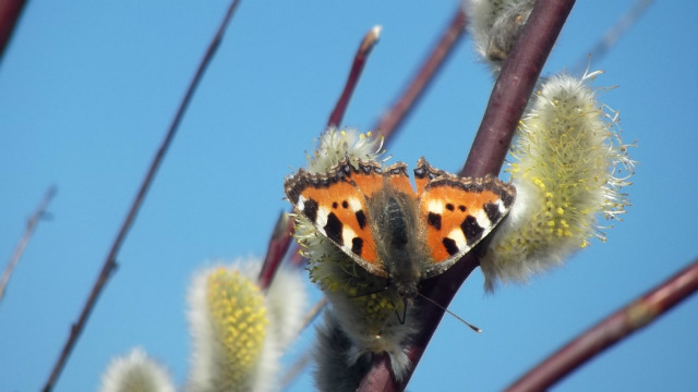 butterly . ; DD