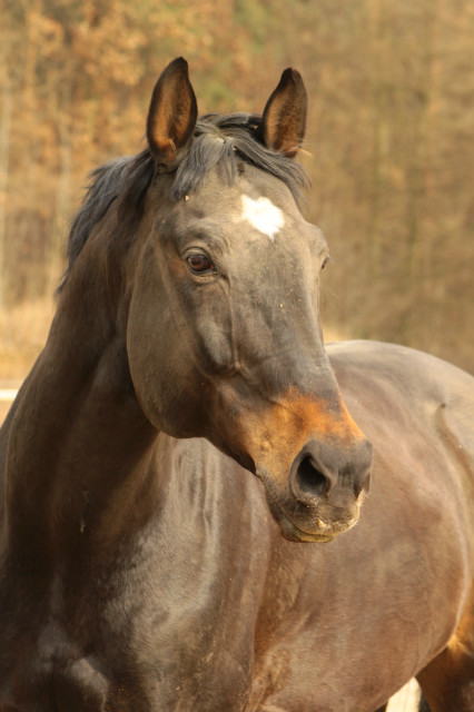 Kwarc