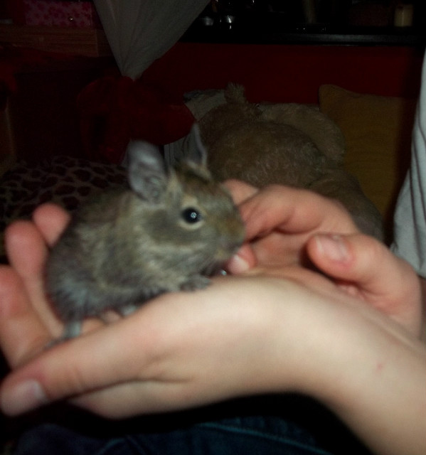 lulu 
