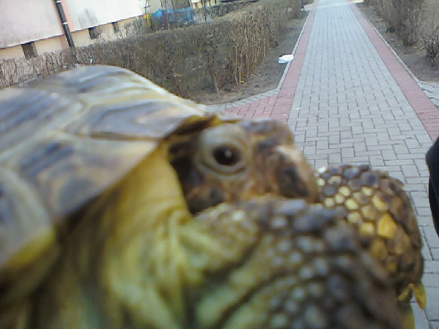 wik Patryka .xd 