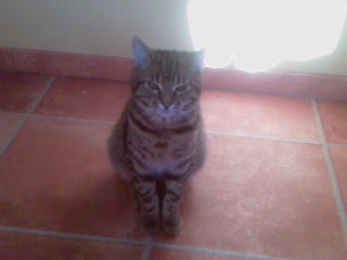 Moja kicia;)