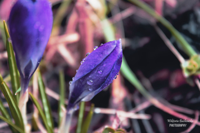 krokus 