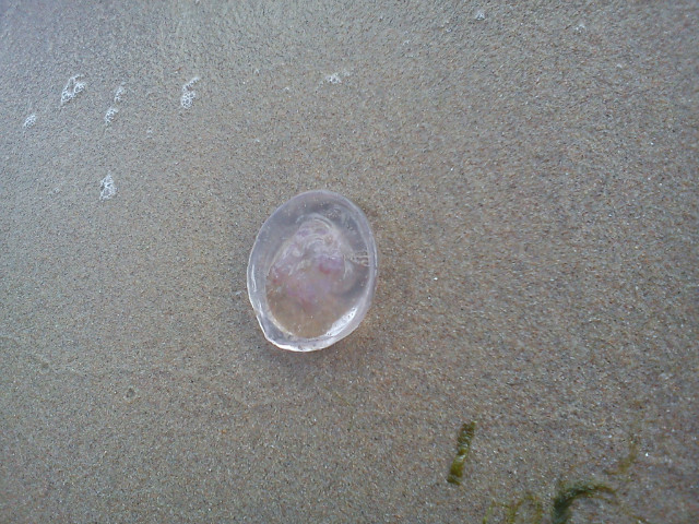 Meduzaaa ; D