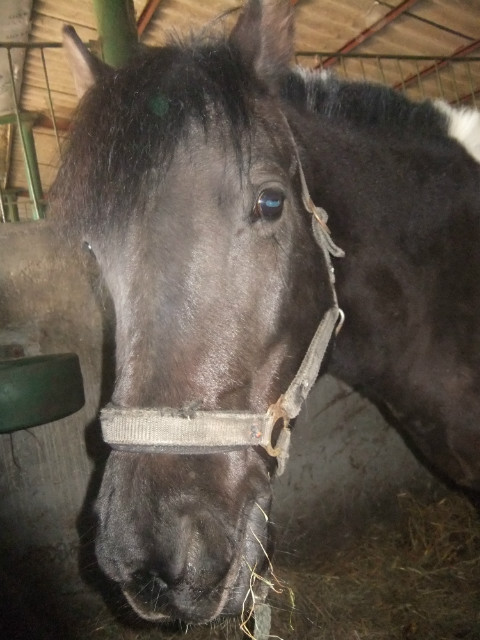 Konik ;*
