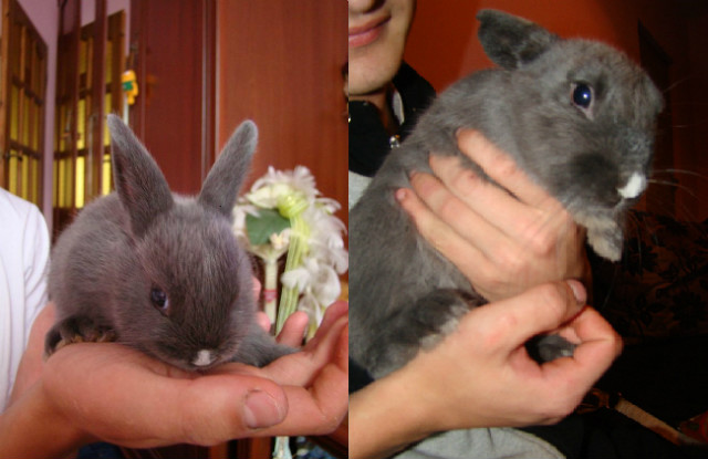 Gucio 