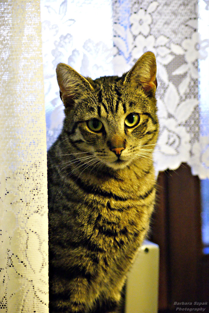 The cat