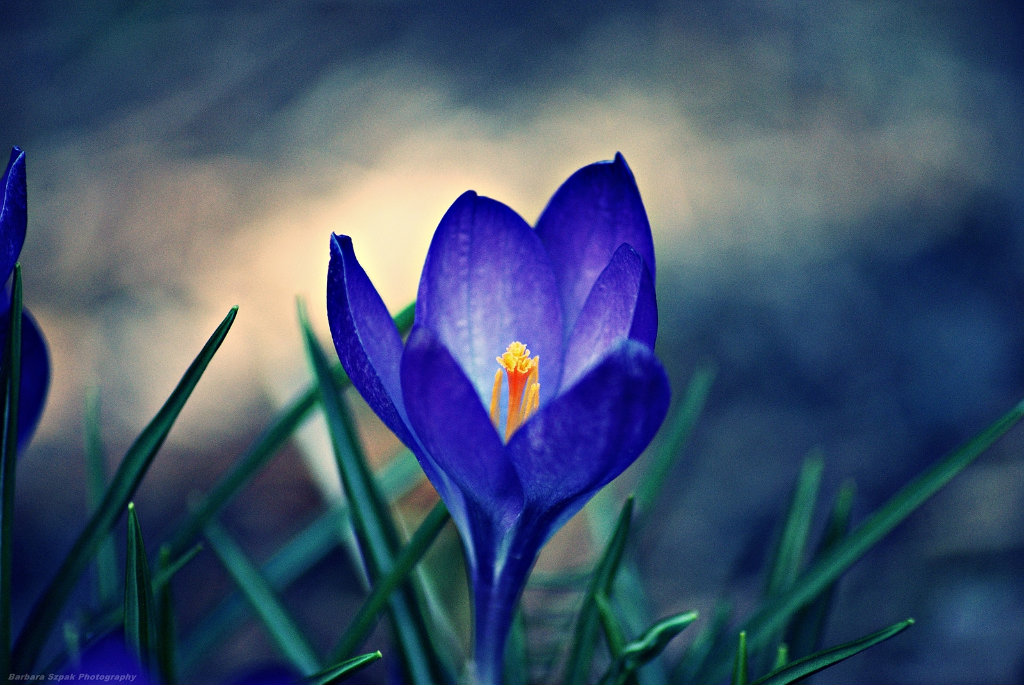 The flower