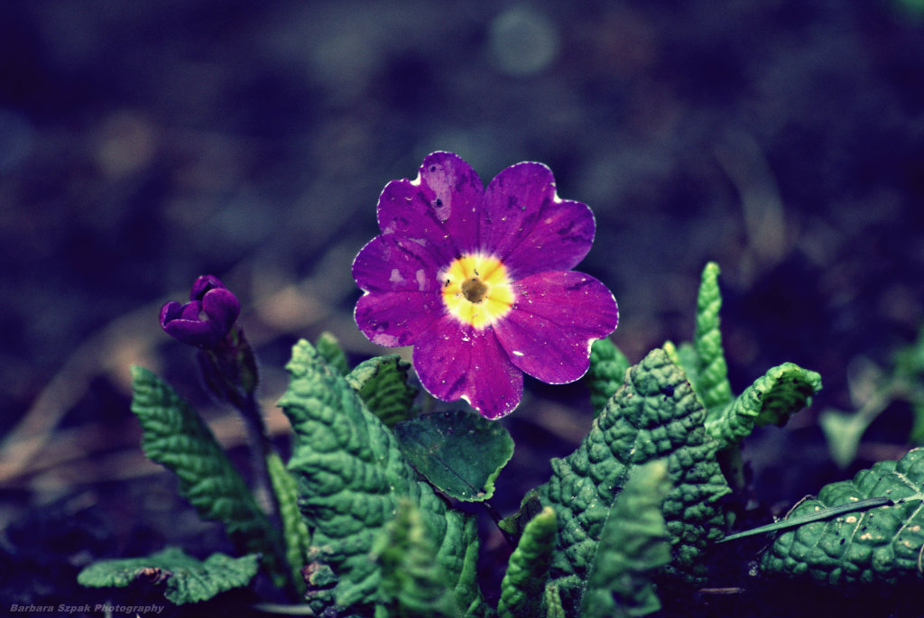 The flower
