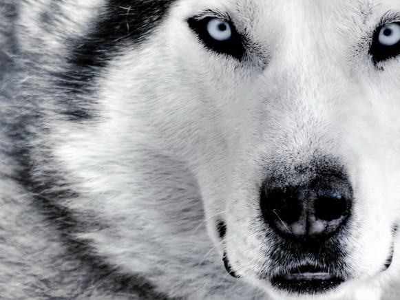 Siberian Husky 