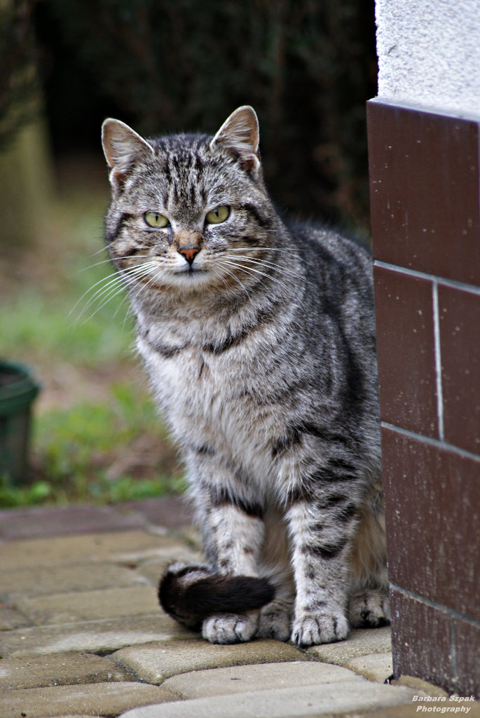 The cat