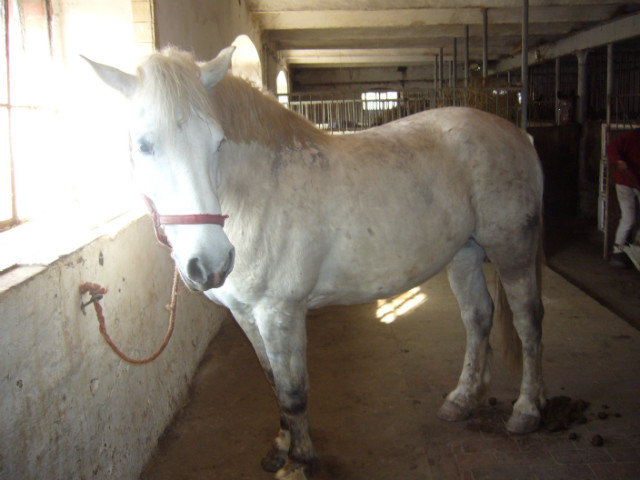 Laska :)