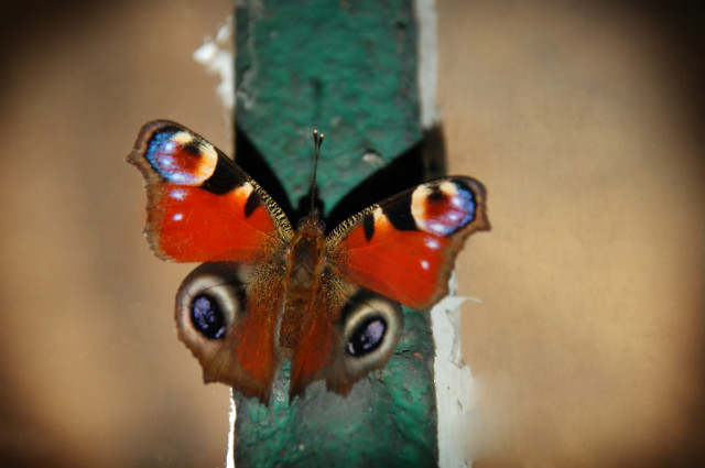 strychowy motyl.