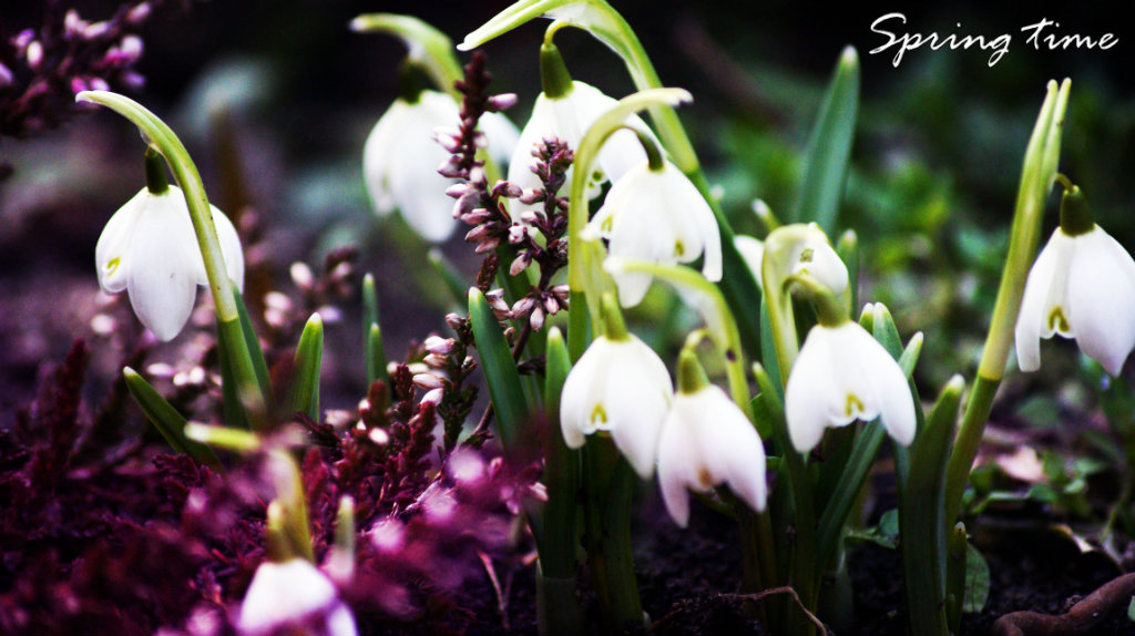 spring