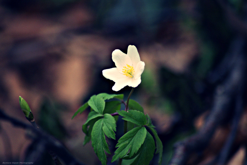 The flower