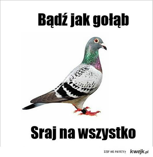 tak!