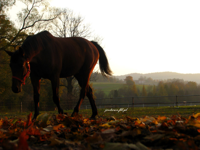Major . < 3
