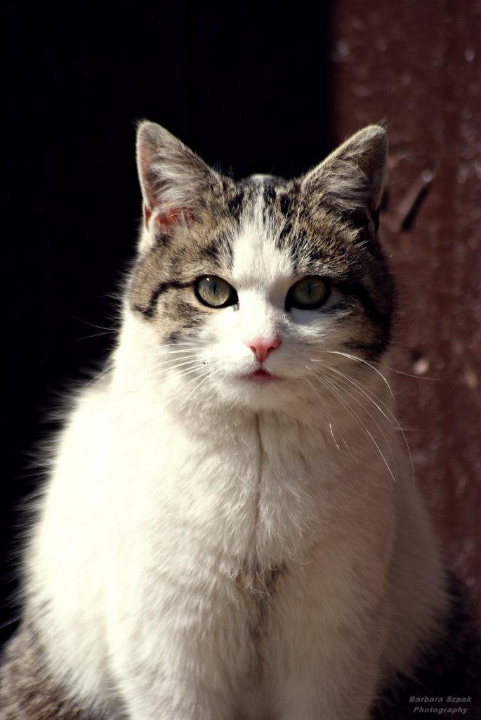 The cat