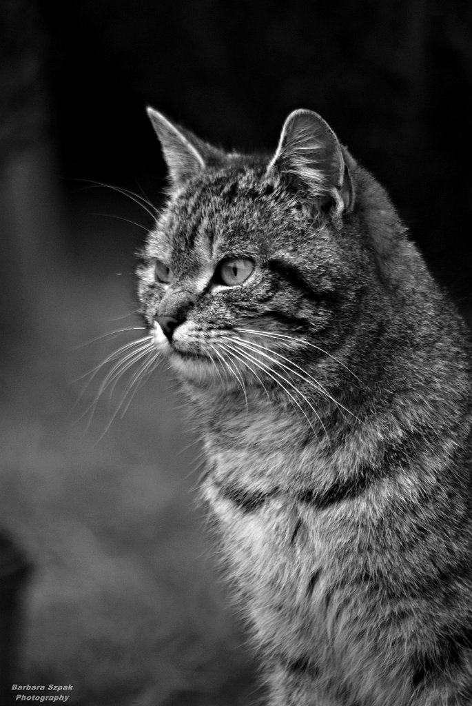 The cat