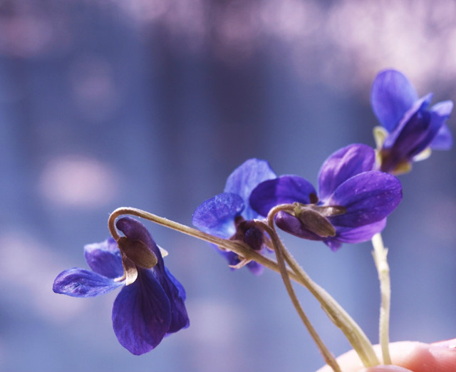 violet