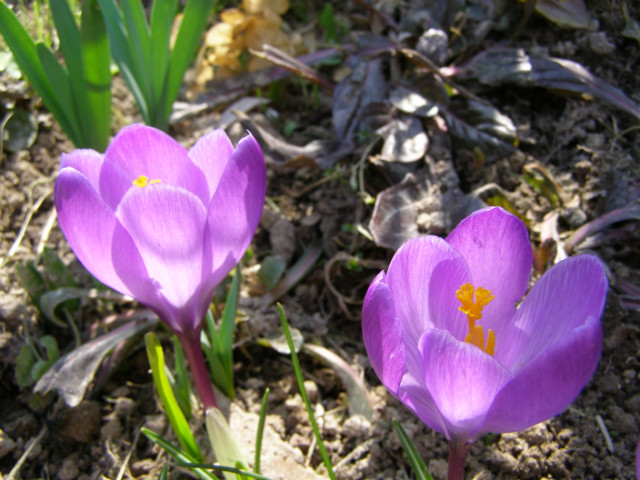 krokusy