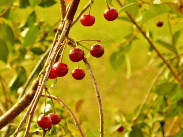 cherries.