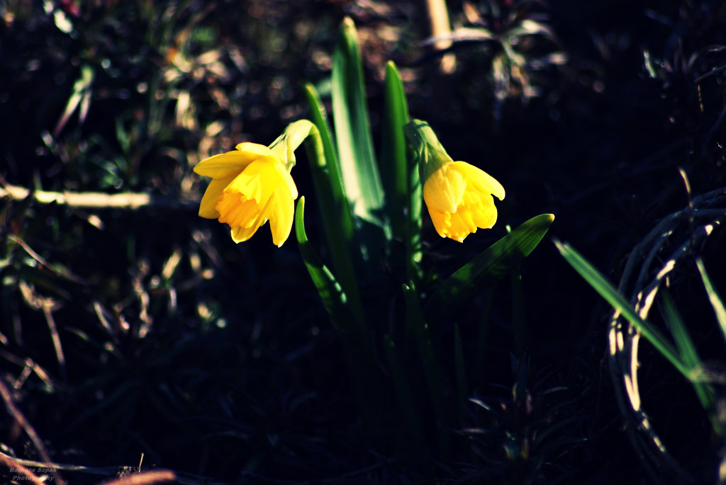 The flower