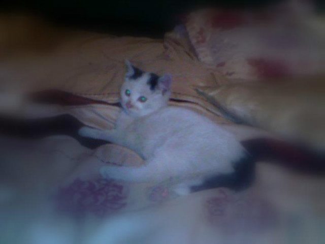 Kicia 