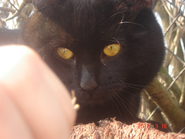 KOCIAK