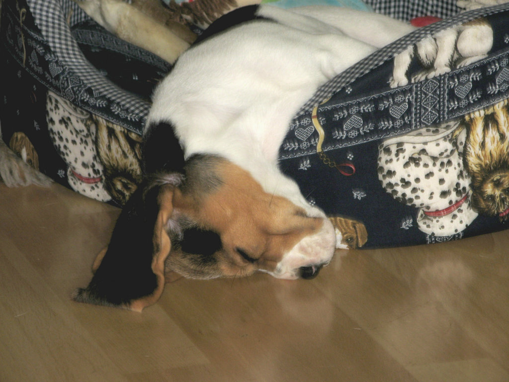 Vici