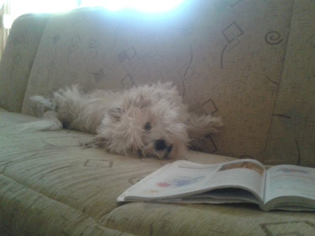 mj dog :p
