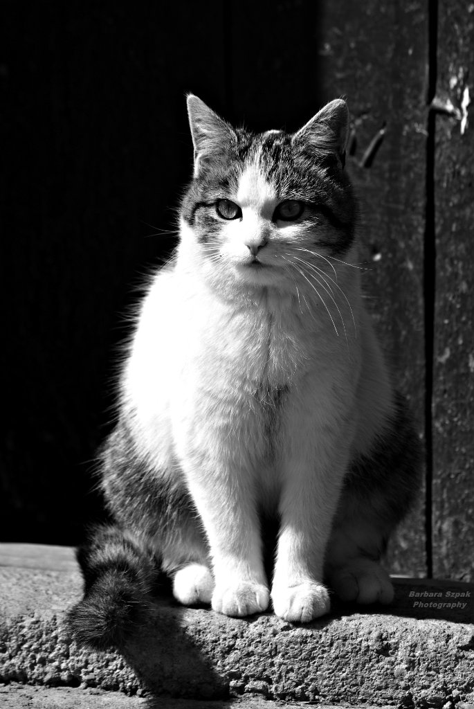 The cat