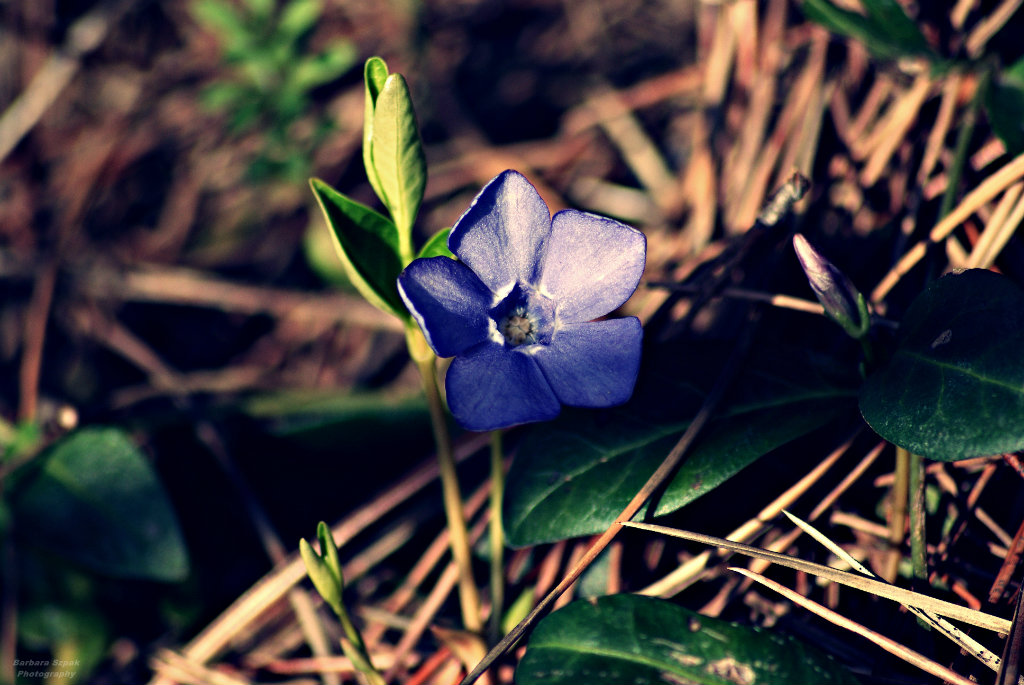 The flower