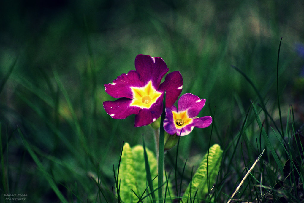 The flower