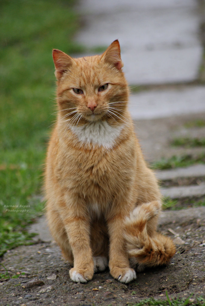The cat