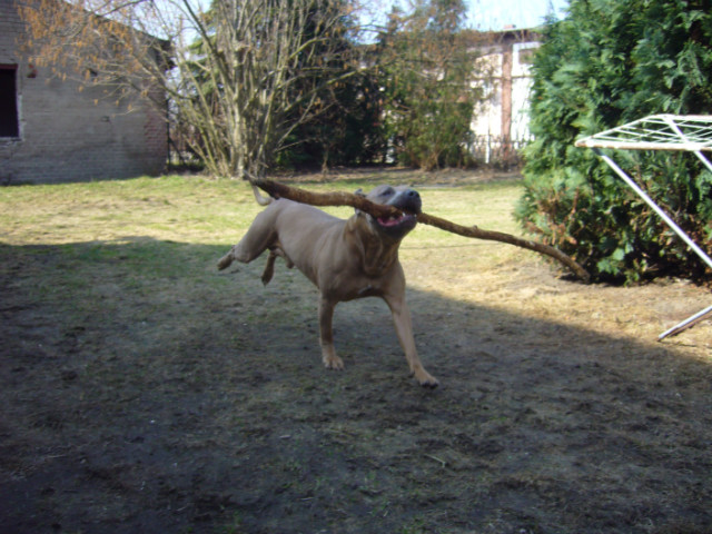 RoKi :)