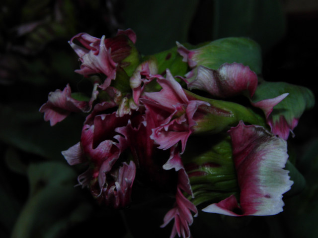 tulipany