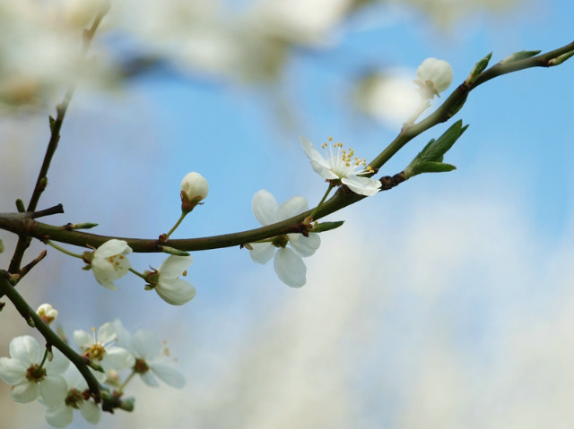 Spring!