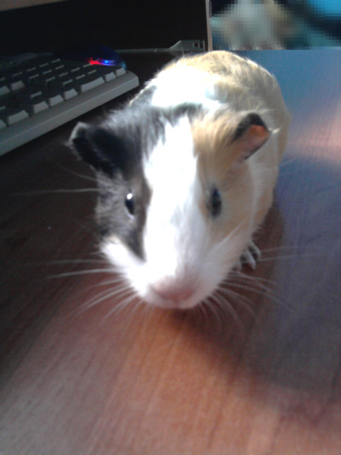 Pysio ;) 