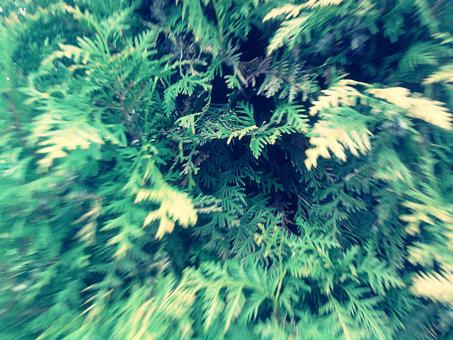 twrcze.