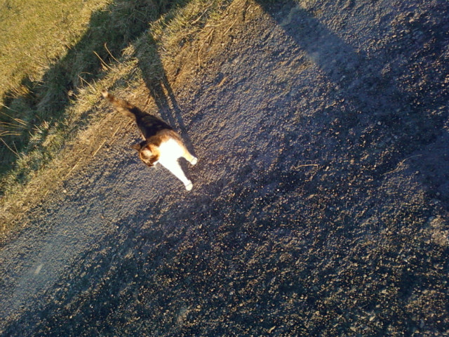 kotek ? ; o