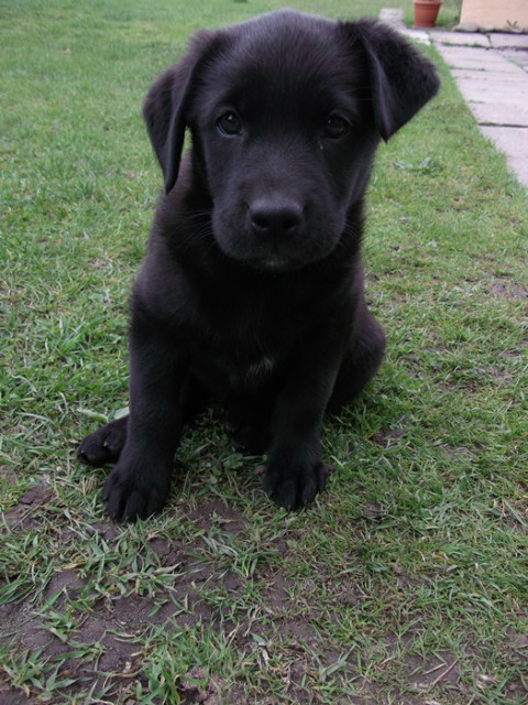 Luna 