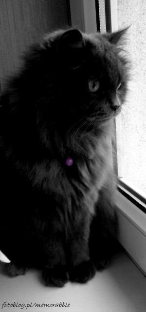 Pusiorr.:*