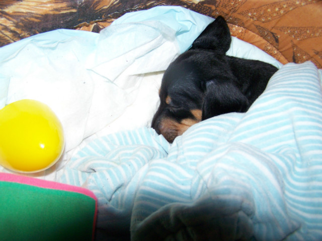 Little dog