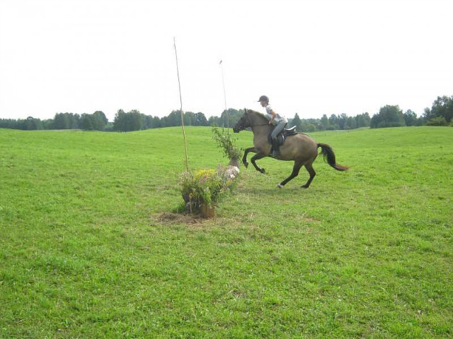 wito konika polskiego 2011