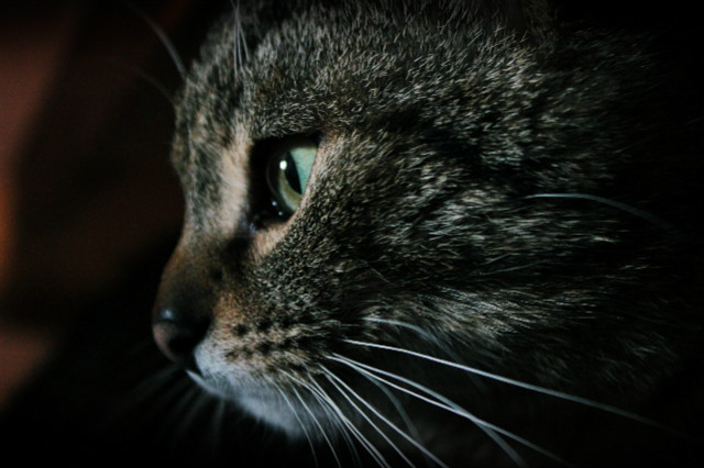 Tofik