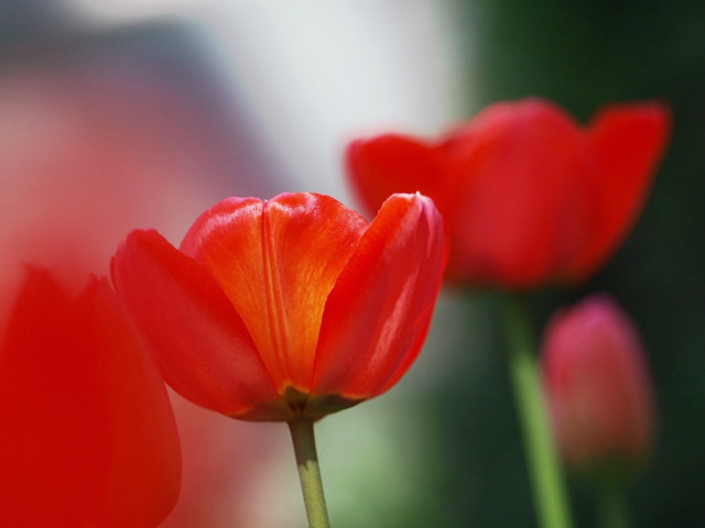 tulips