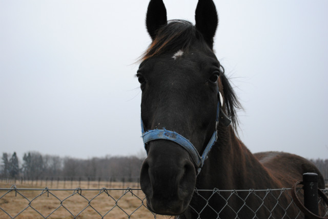 Wotan