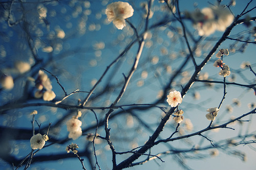 Hello Spring 