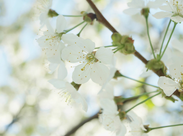 white flowers